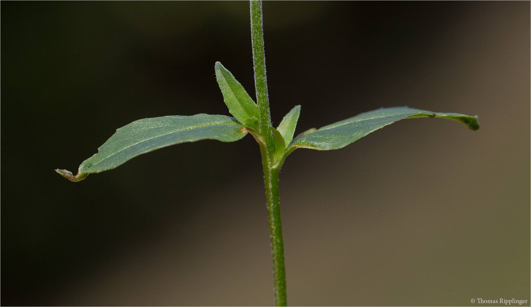 Kleinblütige Weidenröschen (Epilobium parviflorum) 5482