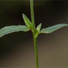 Kleinblütige Weidenröschen (Epilobium parviflorum) 5482