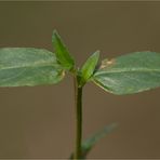 Kleinblütige Weidenröschen (Epilobium parviflorum) 5486