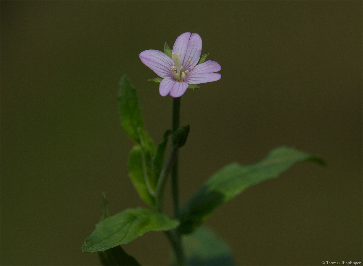 Kleinblütige Weidenröschen (Epilobium parviflorum)