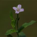 Kleinblütige Weidenröschen (Epilobium parviflorum)