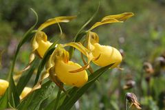 Kleinblütiger Frauenschuh, Large Yellow Lady Slipper - Cypripedium parviflorum var. pubescens