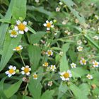 kleinblütiges Franzosenkraut (Galinsoga parviflora)  