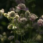 Kleinblütiges im Gegenlicht