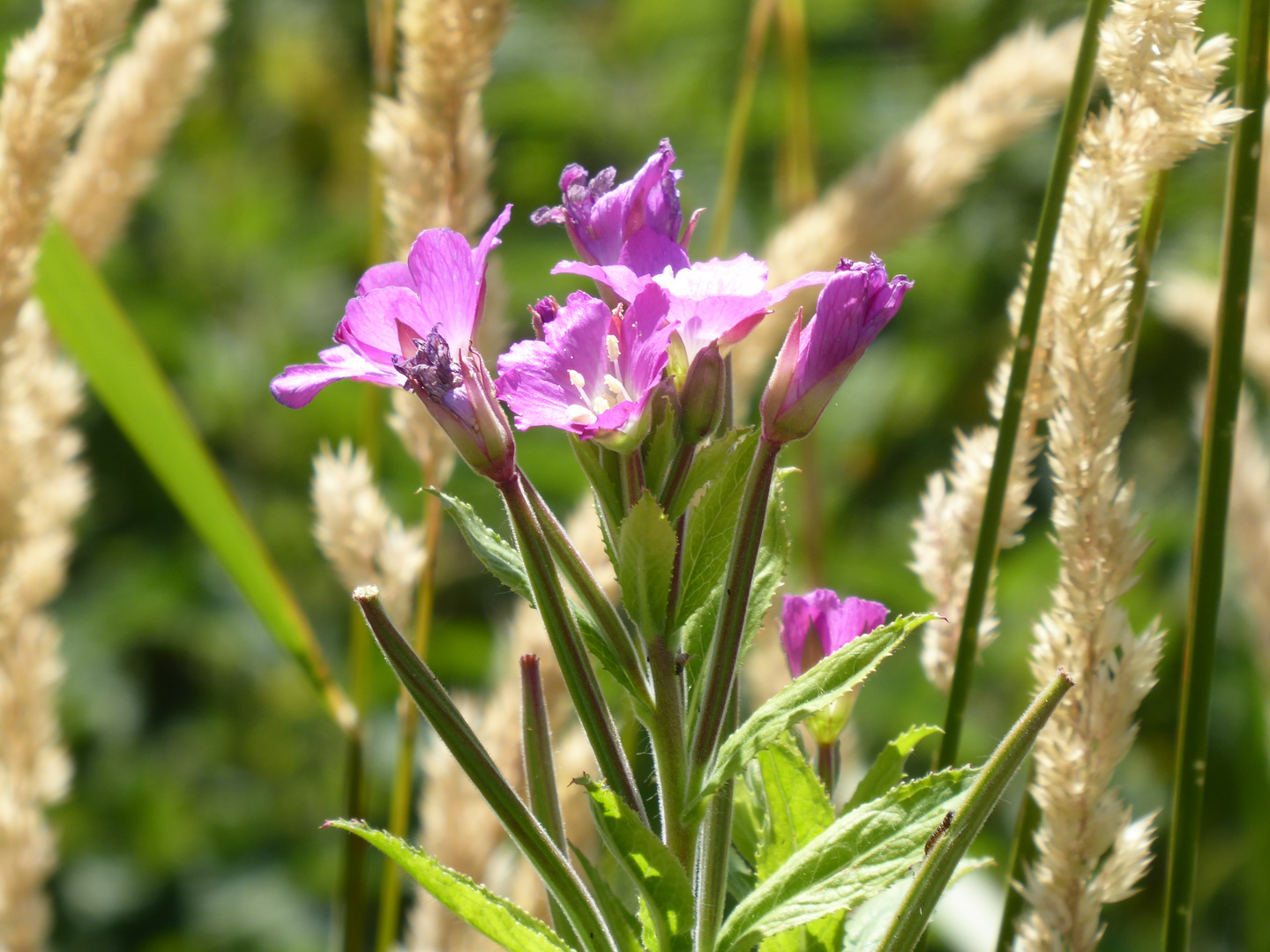 kleinblütiges Weidenröschen