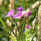 kleinblütiges Weidenröschen