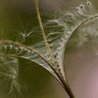 Kleinblütiges Weidenröschen