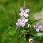 Kleinblütiges Weidenröschen