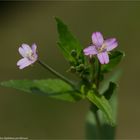 Kleinblütiges Weidenröschen (Epilobium parviflorum) 5469