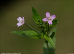 Kleinblütiges Weidenröschen (Epilobium parviflorum) 5469