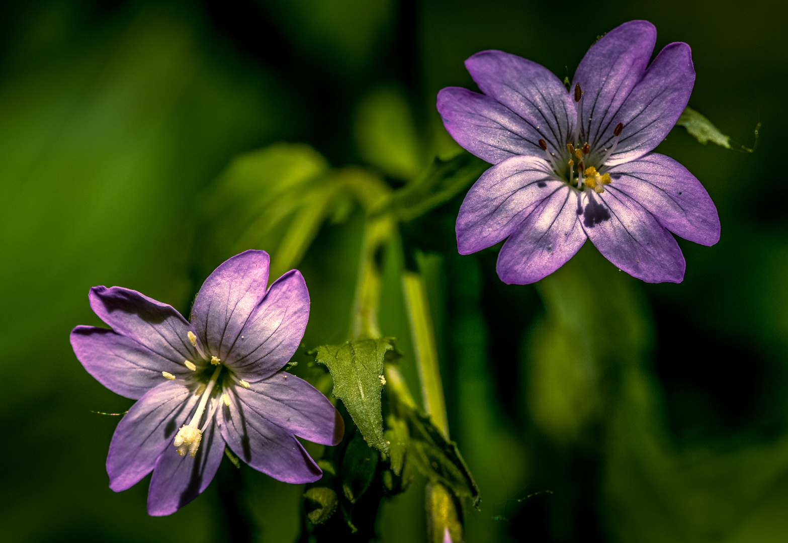 Kleinblütiges Weidenröschen