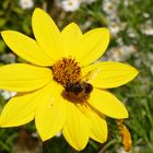 Kleinblumige Sonnenblume