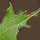 Kleine, aber unbeliebte Künstler.  - Une oeuvre artistique d'un insecte mal aimé...