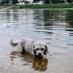 kleine Abkühlung - Hundstage