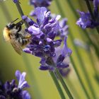 Kleine Ackerhummel am Lavendel