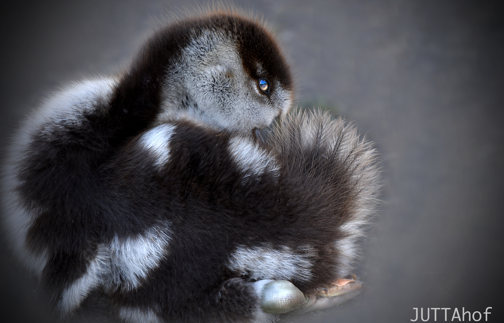 Kleine   Ägyptische Nilgans