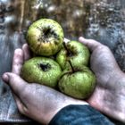 Kleine Äpfel in Kinderhände