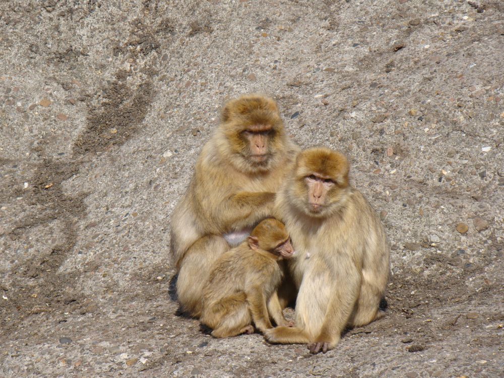 kleine Affenfamilie