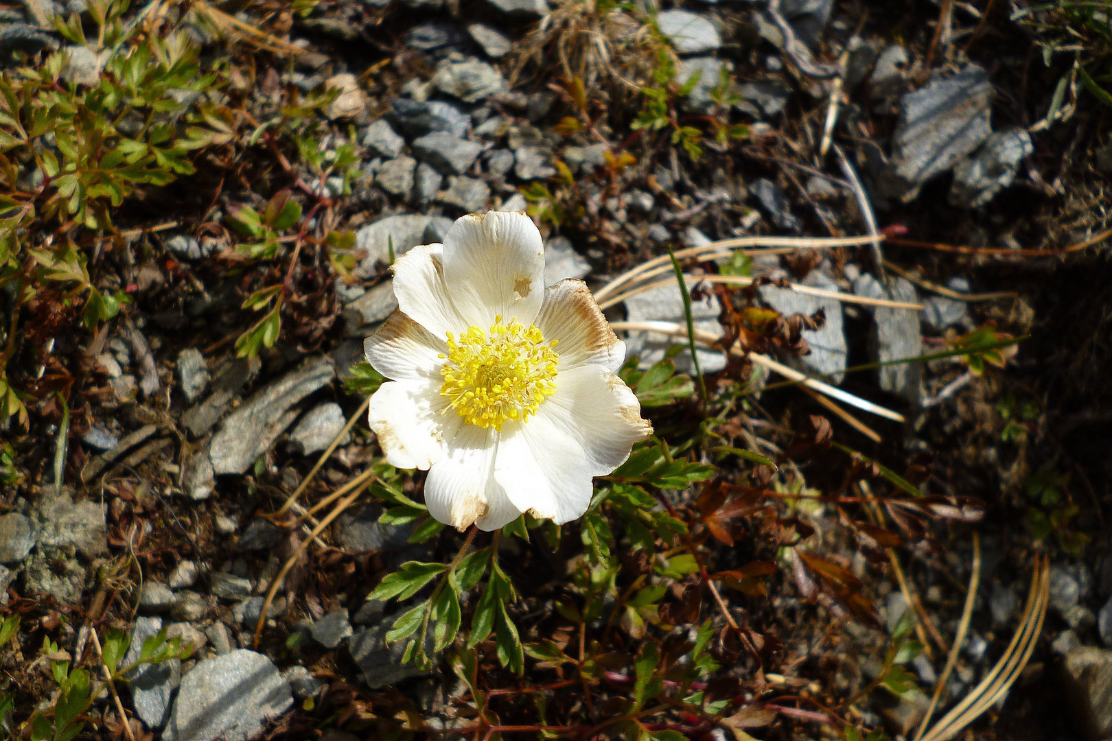 Kleine Alpen Küchenschelle