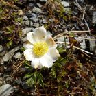 Kleine Alpen Küchenschelle