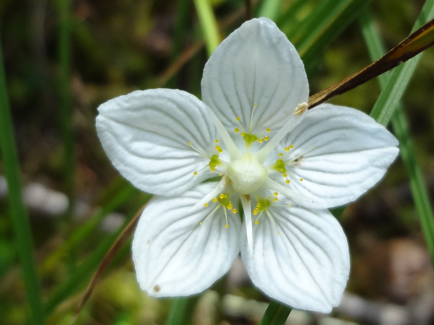 kleine Alpenblume...