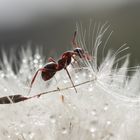 Kleine Ameise kurz vor dem "Flug";)