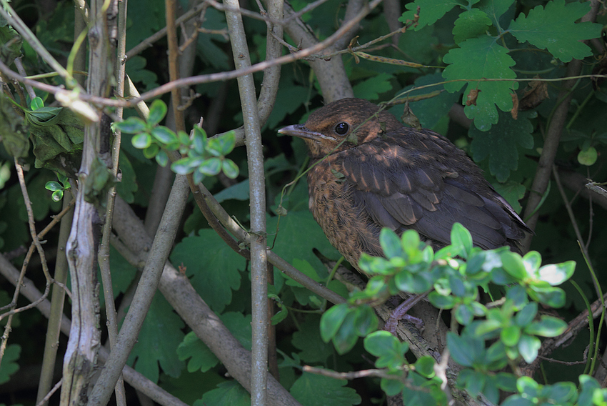 Kleine Amsel