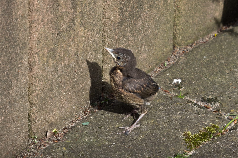 Kleine Amsel