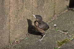 Kleine Amsel