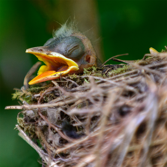 Kleine Amsel II