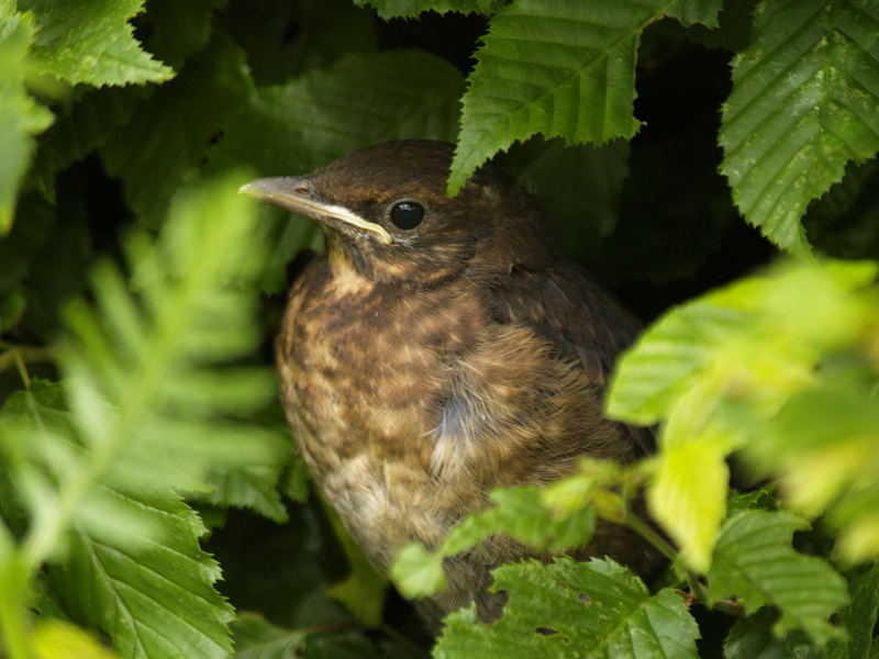 kleine Amsel wartet auf Futter