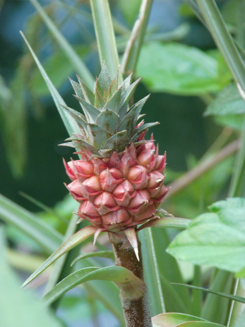 kleine Ananas