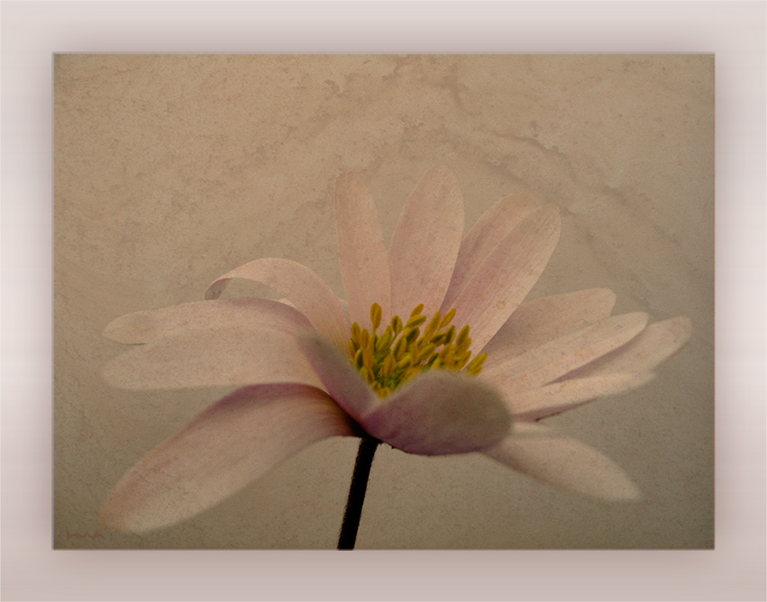 ... kleine anemone ...