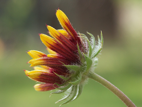 Kleine Anemone