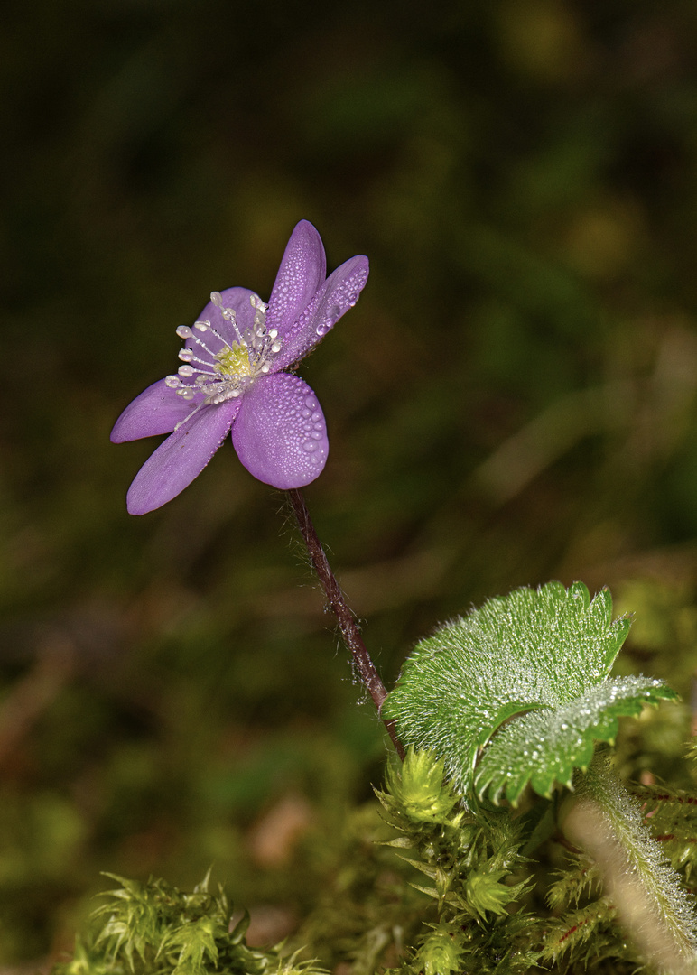 Kleine Anemone am Wegesrand