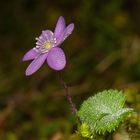 Kleine Anemone am Wegesrand