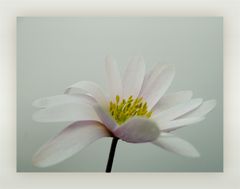 ... .kleine anemone. ...