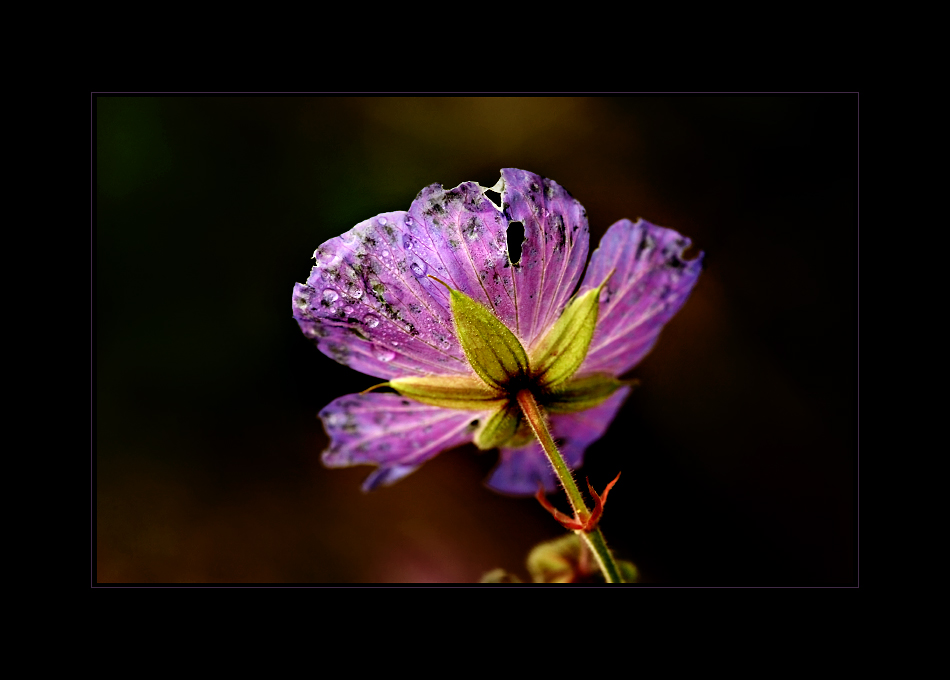 kleine angefressene Blüte