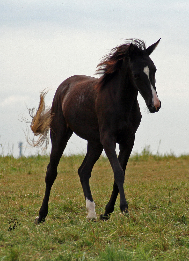 Kleine Araber Dame