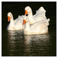 Kleine Armada von Gänsen ...