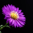 kleine Aster