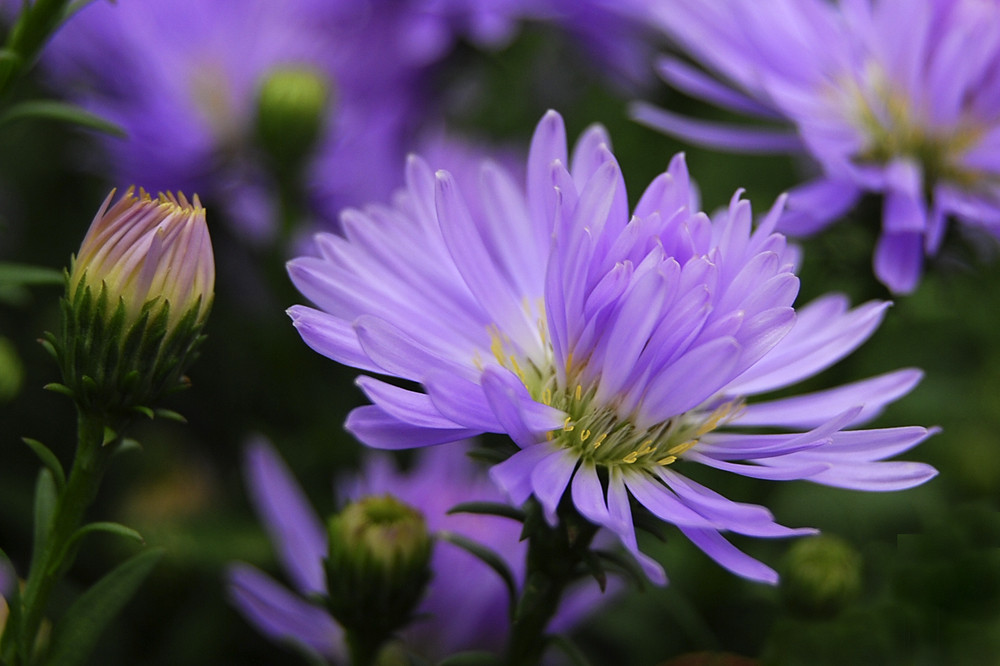 Kleine Aster ganz groß