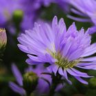 Kleine Aster ganz groß