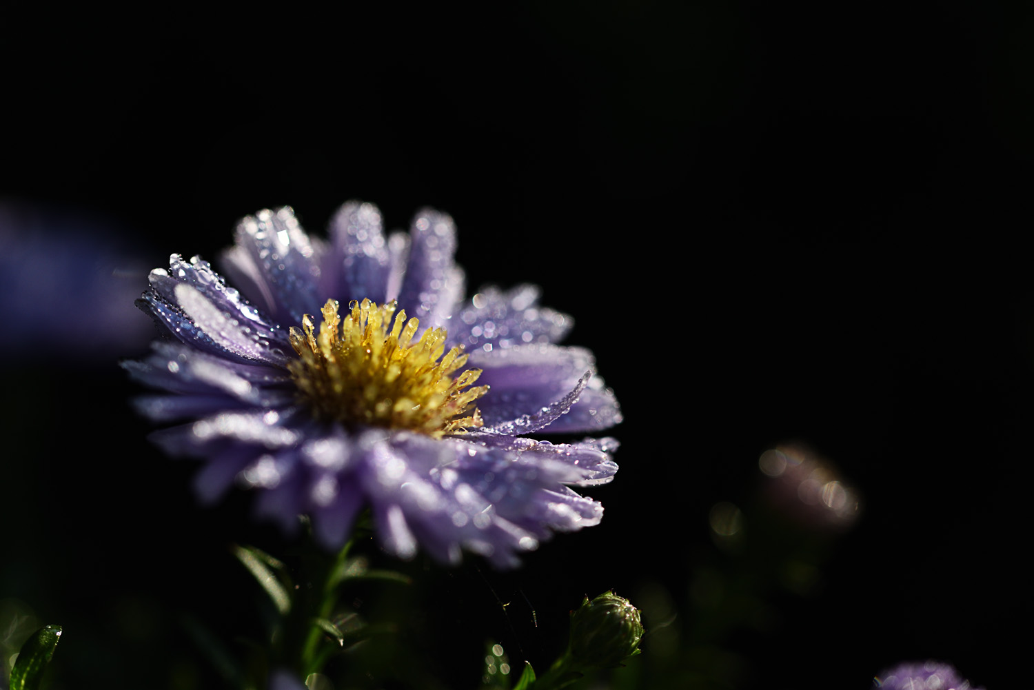 kleine Aster im Morgentau