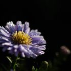 kleine Aster im Morgentau