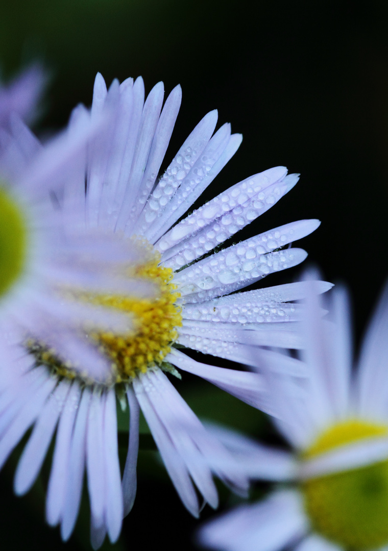 kleine Aster nach einem Regentag