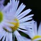 kleine Aster nach einem Regentag