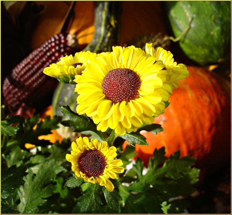 Kleine Asterblüte