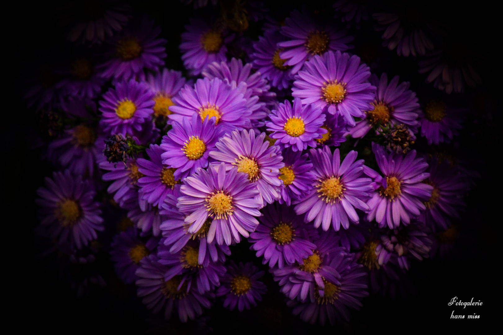 kleine Asternblüten