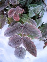 kleine augenfreude im winter